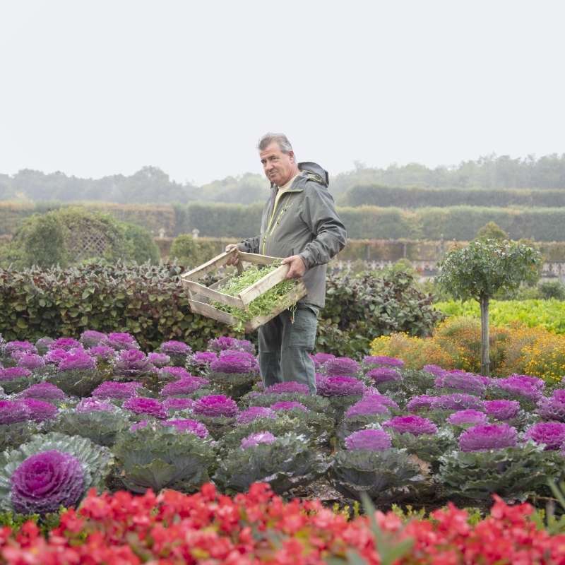 Photo d'un homme debout dans les jardins du château de Villandry. Il tient une cagette en bois avec quelques salades à l'intérieur.