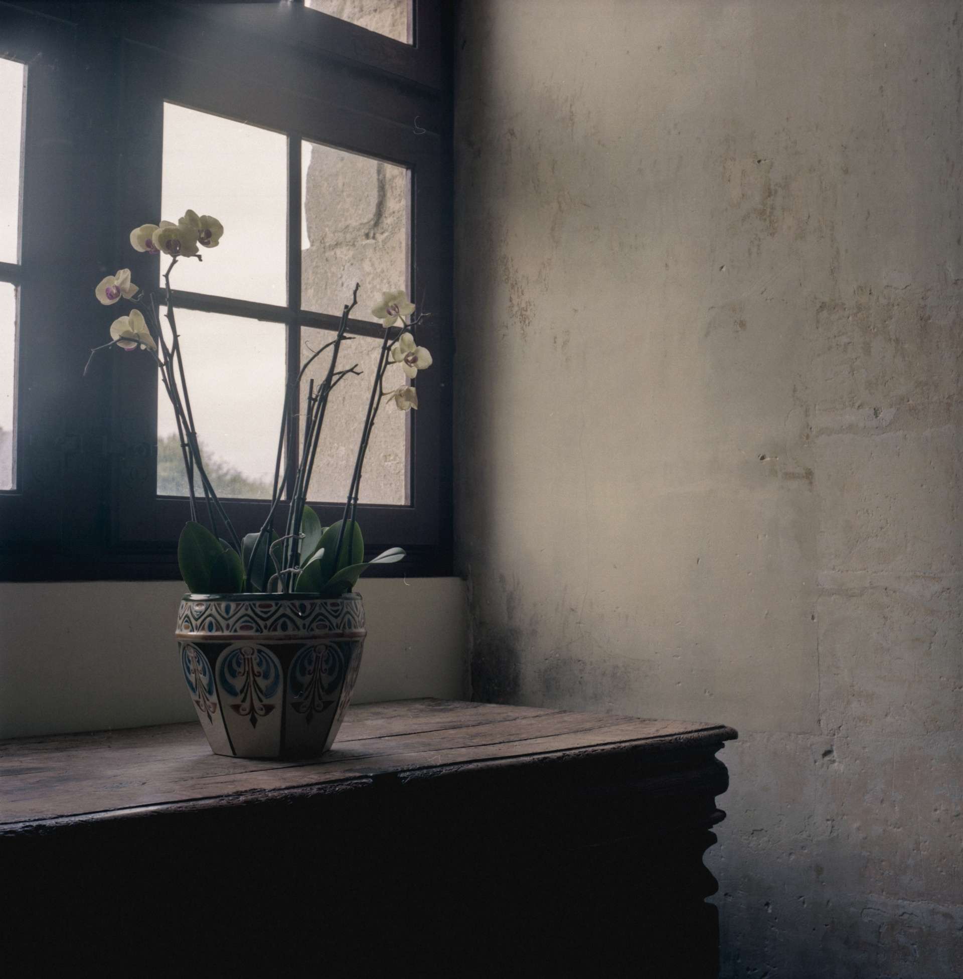 Photo d'un pot de fleur au bord d'une fenêtre dans une lumière blafarde qui donne l'impression d'un tableau de nature morte.