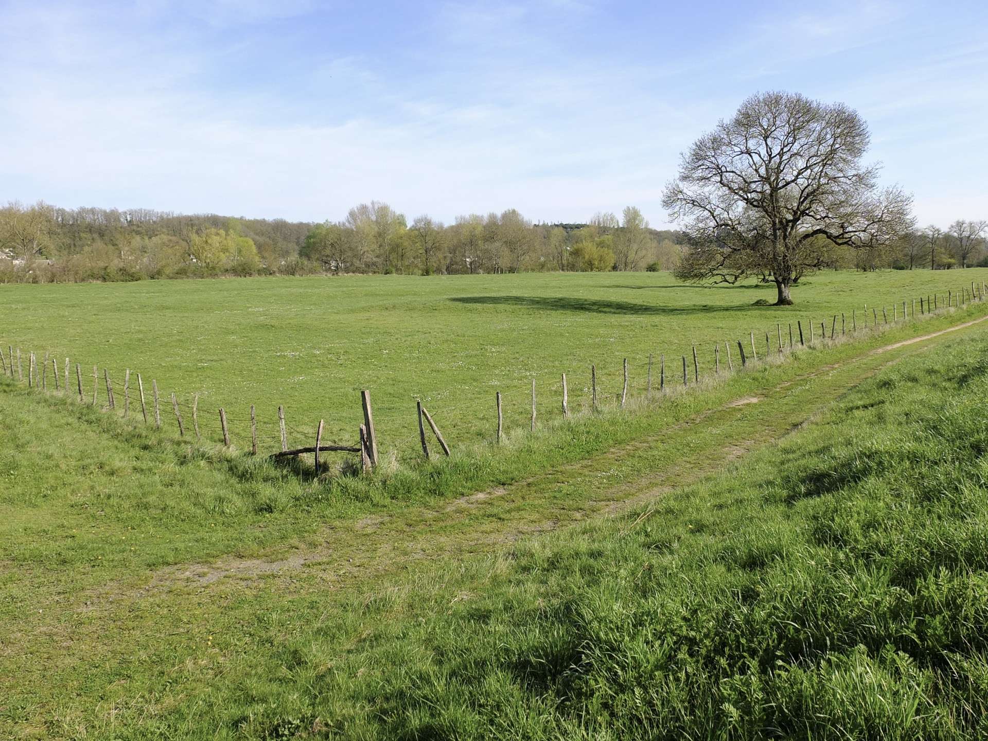 Clôture, prairie, arbre.